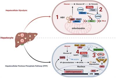 The novel mechanism facilitating chronic hepatitis B infection: immunometabolism and epigenetic modification reprogramming